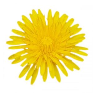 Löwenzahn-Blüte