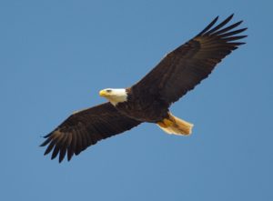 Adler in der Luft